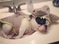/album/fotogaleria-inicio/bulldog-durmiendo-jpg/